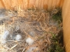 chickadee-eggs2