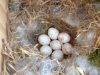 chickadee-eggs3