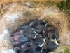 chickadeebabies1