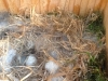 chickadee-eggs1