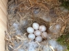 chickadee-eggs4