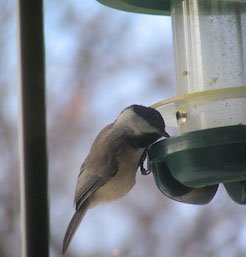 backyard bird feeding