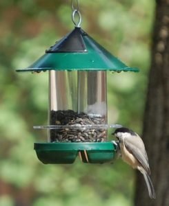 attract more goldfinches