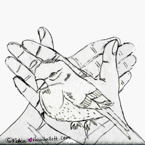 comforting a dying house finch